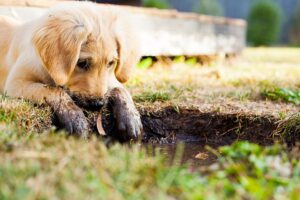 Puppy next to muddy hole