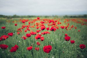 poppies