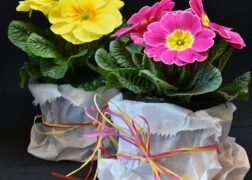 pink and yellow primroses